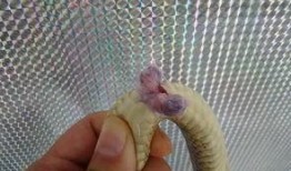 蛇与鞭 在线观看,惊悚悬疑，探寻人性深渊的在线观影之旅